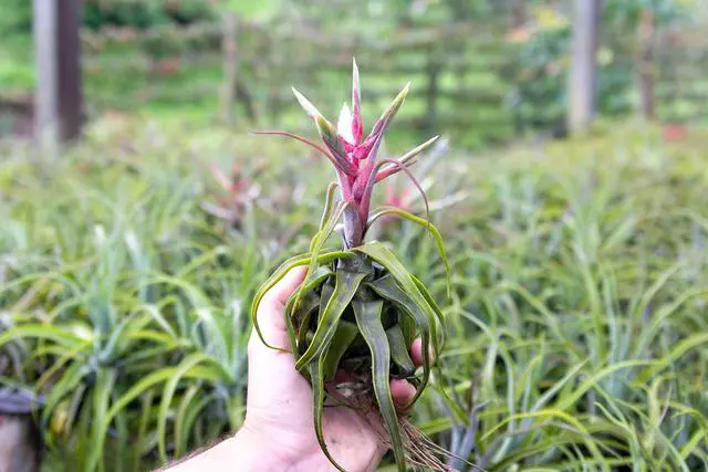 Alt view image 4 of 6 - 12 Pack Medium Air Plants Streptophylla - Live Tillandsia Succulent House Plants - Available in Wholesale and Bulk - Home and Garden Decor - Easy Care Indoor/Outdoor Plant