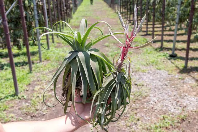 Alt view image 5 of 6 - 12 Pack Medium Air Plants Streptophylla - Live Tillandsia Succulent House Plants - Available in Wholesale and Bulk - Home and Garden Decor - Easy Care Indoor/Outdoor Plant