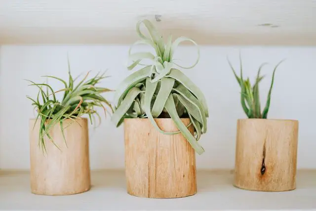 Alt view image 6 of 6 - 12 Pack Medium Air Plants Streptophylla - Live Tillandsia Succulent House Plants - Available in Wholesale and Bulk - Home and Garden Decor - Easy Care Indoor/Outdoor Plant