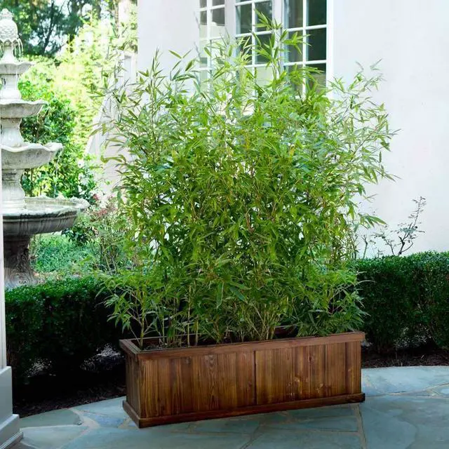 Alt view image 2 of 3 - Bambusa Lady Finger Clumping Bamboo Plant