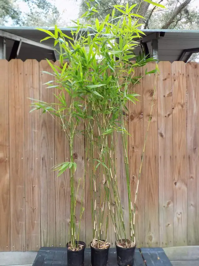 Alt view image 3 of 3 - Bambusa Lady Finger Clumping Bamboo Plant