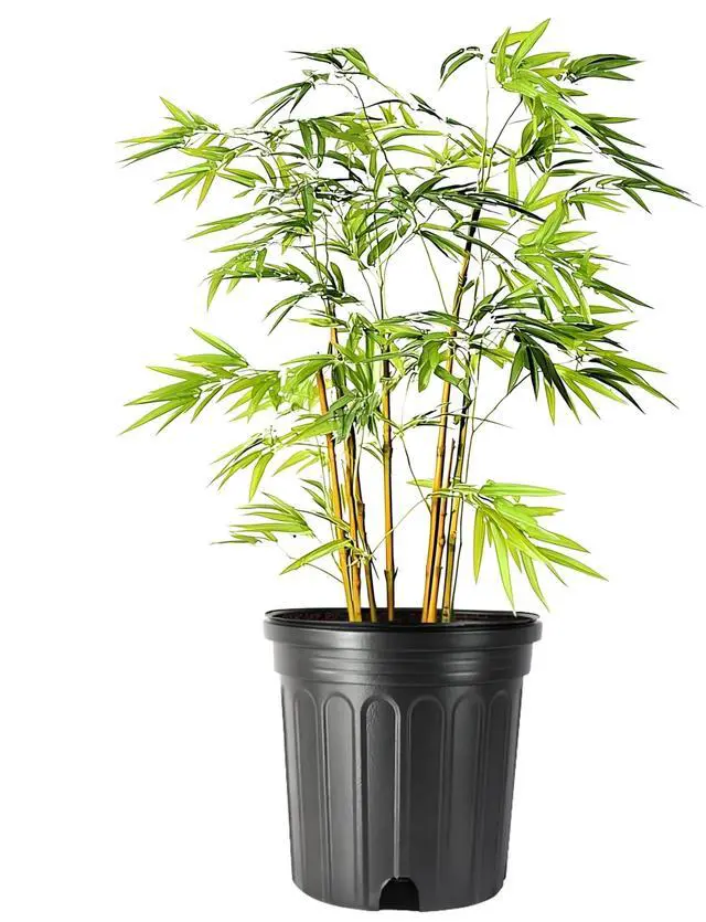 Main image of Bamboo Golden Goddess | 1 Large Trade Gallon Size Plant | Bambusa multiplex | Fast Growing Clumping Bamboo | Privacy Hedge Windbreak Landscapes Borders Beds Decorative Accent Outdoor Screening Garden