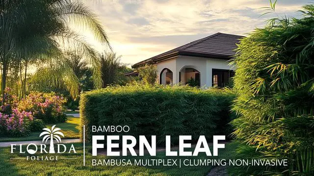Alt view image 2 of 6 - Bamboo Golden Goddess | 1 Large Trade Gallon Size Plant | Bambusa multiplex | Fast Growing Clumping Bamboo | Privacy Hedge Windbreak Landscapes Borders Beds Decorative Accent Outdoor Screening Garden