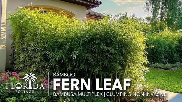 Alt view image 3 of 6 - Bamboo Golden Goddess | 1 Large Trade Gallon Size Plant | Bambusa multiplex | Fast Growing Clumping Bamboo | Privacy Hedge Windbreak Landscapes Borders Beds Decorative Accent Outdoor Screening Garden