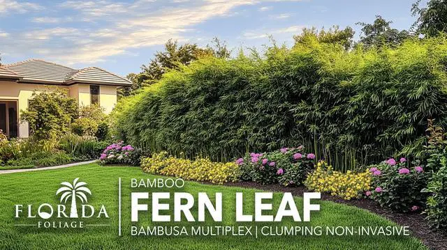 Alt view image 4 of 6 - Bamboo Golden Goddess | 1 Large Trade Gallon Size Plant | Bambusa multiplex | Fast Growing Clumping Bamboo | Privacy Hedge Windbreak Landscapes Borders Beds Decorative Accent Outdoor Screening Garden