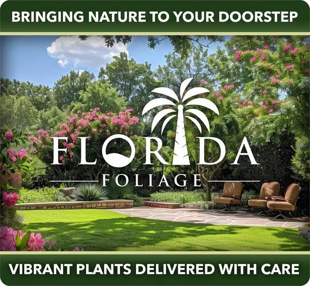 Alt view image 5 of 6 - Bamboo Golden Goddess | 1 Large Trade Gallon Size Plant | Bambusa multiplex | Fast Growing Clumping Bamboo | Privacy Hedge Windbreak Landscapes Borders Beds Decorative Accent Outdoor Screening Garden