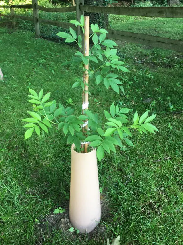 Alt view image 3 of 6 - Seedling Shelter (5)