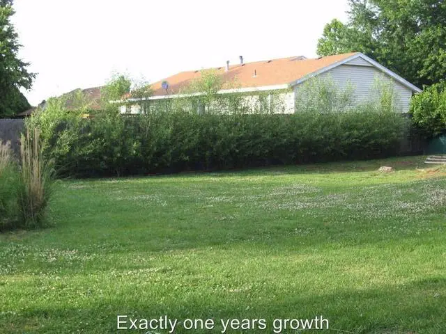 Alt view image 2 of 5 - 50 Hybrid Willow Trees -Fastest Growing Trees in The World - Austree Grow 10 Ft/Yr - 50 Live Tree Plants