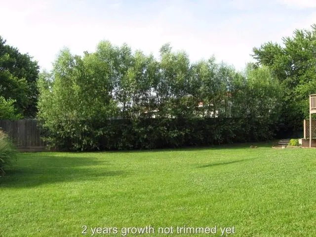 Alt view image 3 of 5 - 50 Hybrid Willow Trees -Fastest Growing Trees in The World - Austree Grow 10 Ft/Yr - 50 Live Tree Plants