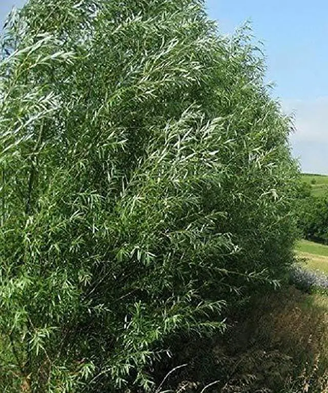Alt view image 4 of 5 - 50 Hybrid Willow Trees -Fastest Growing Trees in The World - Austree Grow 10 Ft/Yr - 50 Live Tree Plants