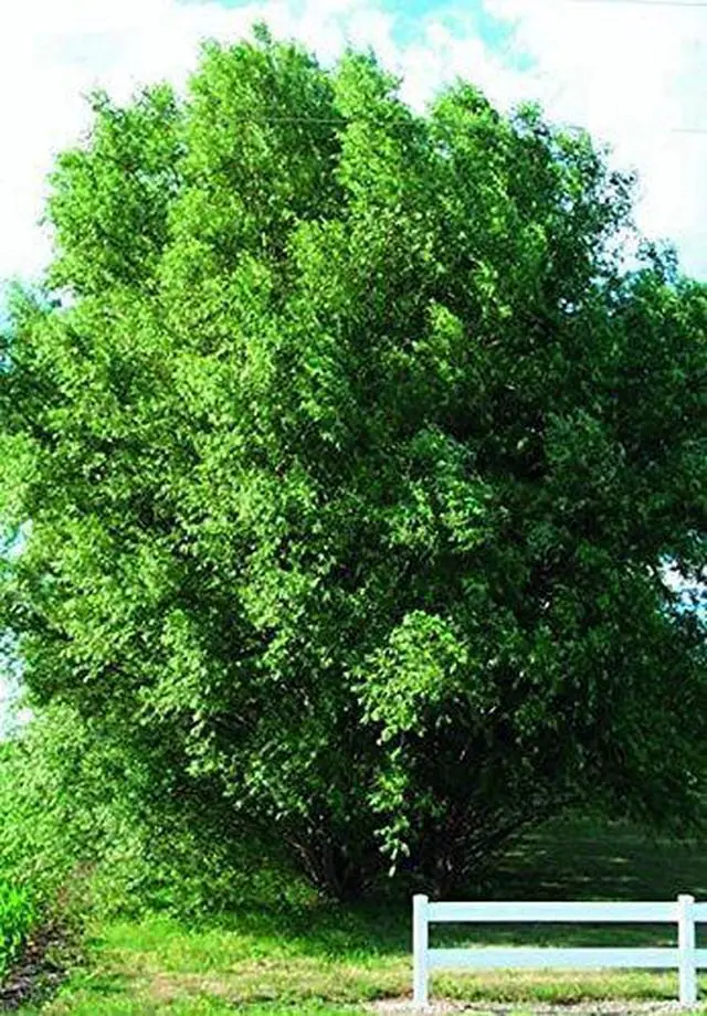 Alt view image 5 of 5 - 50 Hybrid Willow Trees -Fastest Growing Trees in The World - Austree Grow 10 Ft/Yr - 50 Live Tree Plants