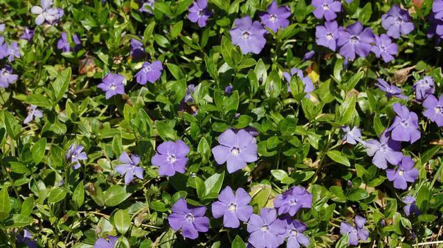 Main image of 150 Creeping Myrtle Periwinkle Vinca Minor Vines