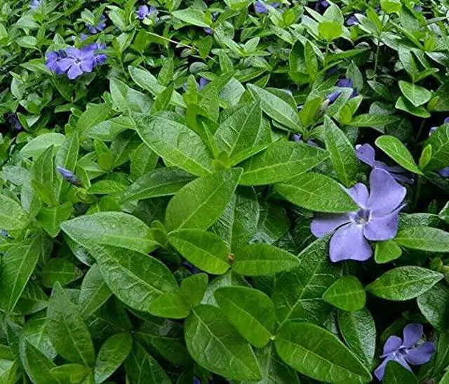 Alt view image 2 of 2 - 150 Creeping Myrtle Periwinkle Vinca Minor Vines
