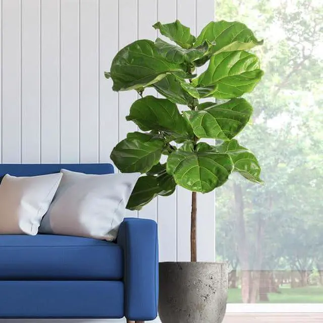 Main image of Fiddle-Leaf Fig Tree, 3-4 ft. - No Shipping to AK, AZ, HI, OR