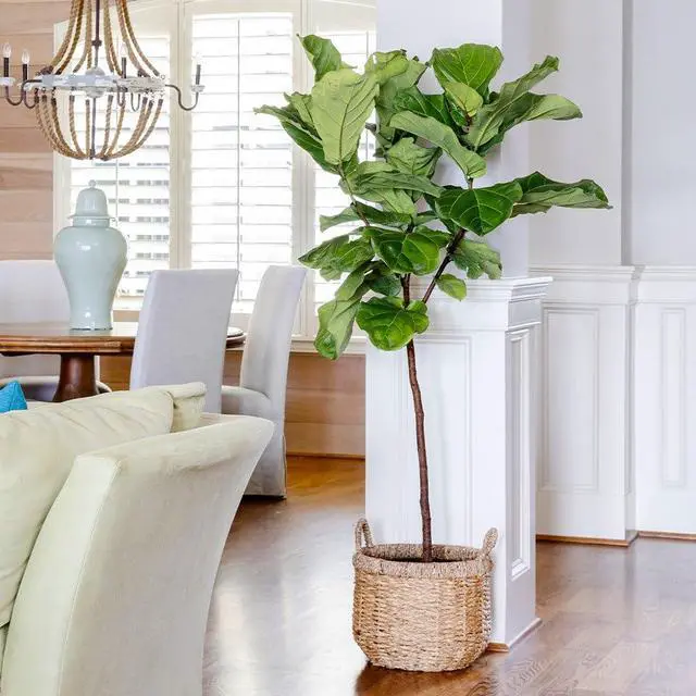 Alt view image 2 of 6 - Fiddle-Leaf Fig Tree, 3-4 ft. - No Shipping to AK, AZ, HI, OR