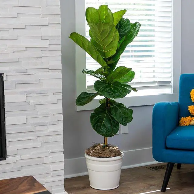 Alt view image 3 of 6 - Fiddle-Leaf Fig Tree, 3-4 ft. - No Shipping to AK, AZ, HI, OR