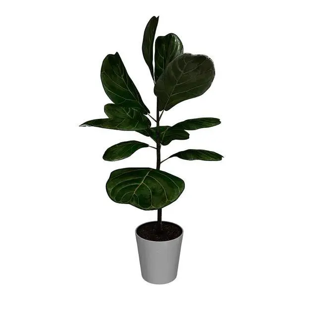 Alt view image 4 of 6 - Fiddle-Leaf Fig Tree, 3-4 ft. - No Shipping to AK, AZ, HI, OR