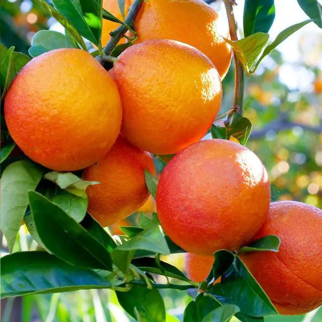 Alt view image 2 of 6 - Blood Orange Tree, 1-2 ft. - No Shipping to AK, AL, AZ, CA, FL, GA, HI, LA, MS, OR, TX
