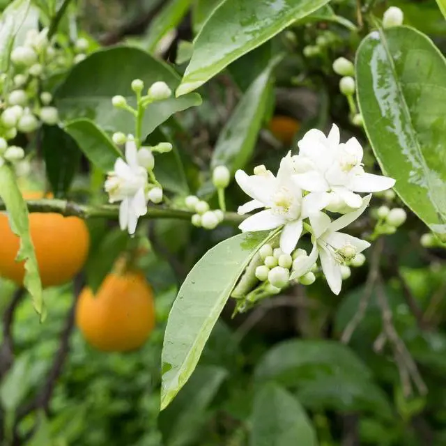 Alt view image 3 of 6 - Blood Orange Tree, 1-2 ft. - No Shipping to AK, AL, AZ, CA, FL, GA, HI, LA, MS, OR, TX