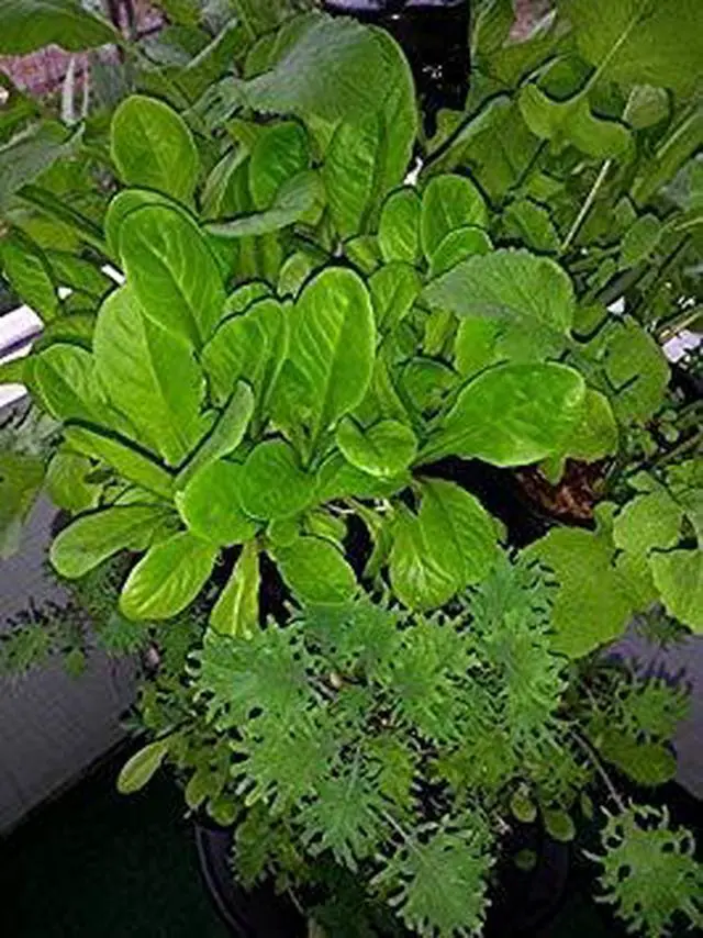 Alt view image 5 of 5 - Large 64 Quart Stackable Planter 5-Pack - Grow More in Less Space - Plant Pots and Stack - DIY Vertical Gardening System - for Growing Veggies, Herbs, Garden Greens, Starwberries (Black)
