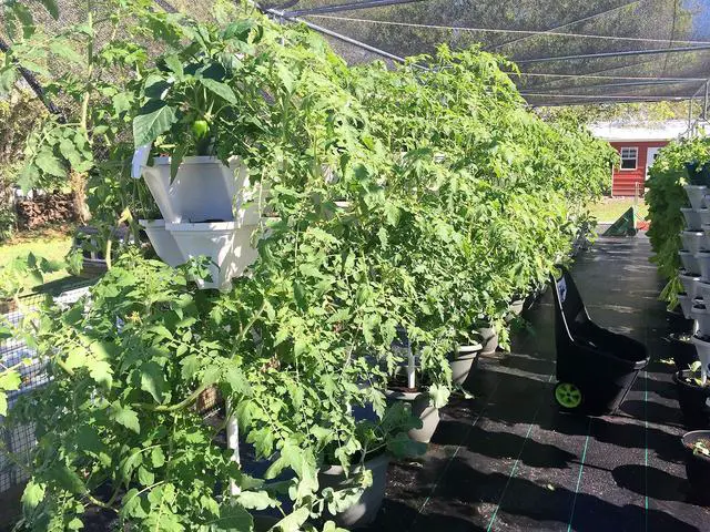 Alt view image 4 of 6 - Large 64 Quart - Stackable Planter 5-Pack - Stone Color - Grow More in Less Space - DIY Vertical Gardening System - for Growing Veggies, Herbs, Garden Greens, Strawberries