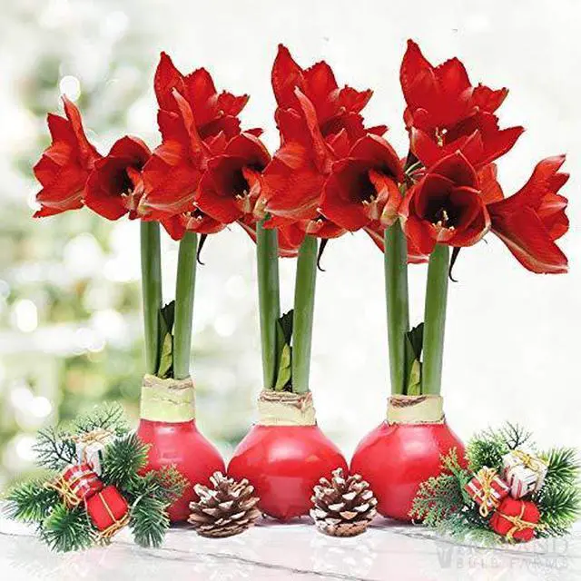 Main image of Red Waxed Amaryllis Flower Collection, No Water Needed (Pack of 3)