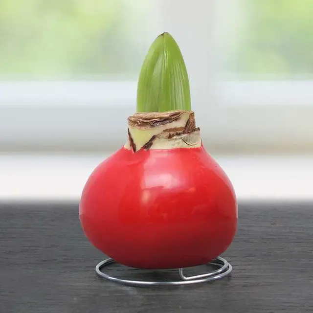 Alt view image 2 of 5 - Red Waxed Amaryllis Flower Collection, No Water Needed (Pack of 3)