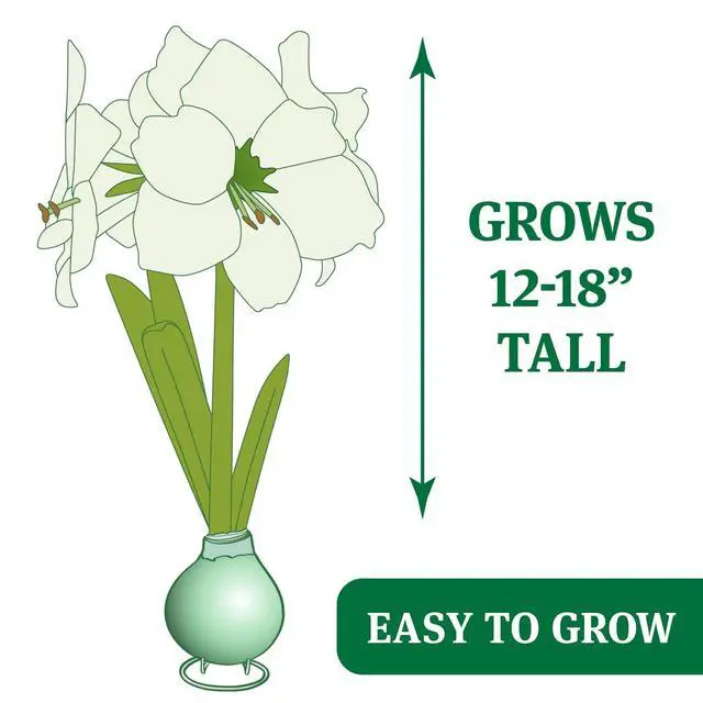 Alt view image 5 of 5 - Red Waxed Amaryllis Flower Collection, No Water Needed (Pack of 3)