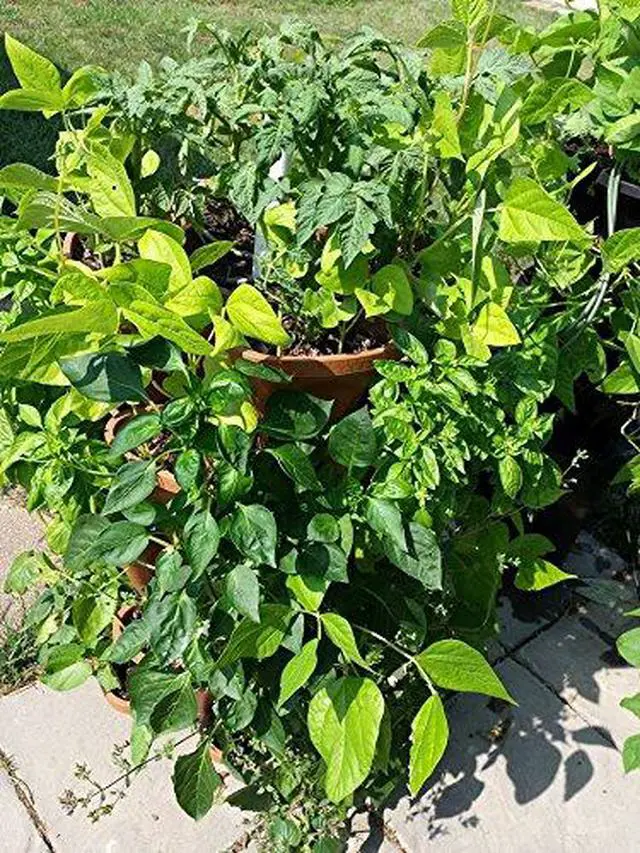 Alt view image 4 of 6 - LARGE 64 Quart Stackable Planter 5-Pack - Grow More In Less Space - Plant Pots and Stack - DIY Vertical Gardening System - For Growing Veggies, Herbs, Garden Greens, Starwberries (Terracotta)