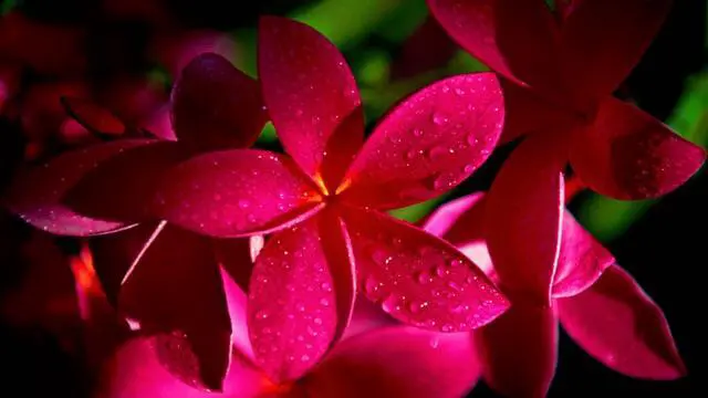 Alt view image 2 of 6 - 4 Hawaiian Plumeria Plant Cuttings Mixed Colors Pink, Yellow, White, Red Aprox. 10 Inches Long Each Kanoa Hawaii | Pink Yellow White Red - Easy Grow Live Tropical Plants Perennial Indoor Outdoors