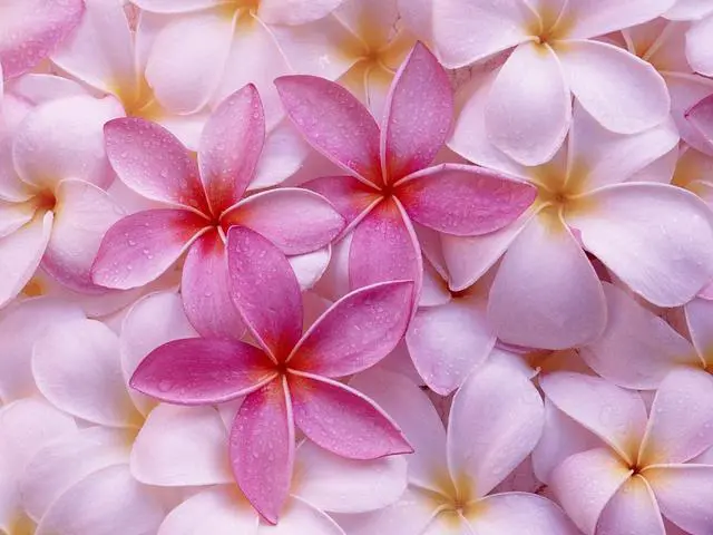 Alt view image 3 of 6 - 4 Hawaiian Plumeria Plant Cuttings Mixed Colors Pink, Yellow, White, Red Aprox. 10 Inches Long Each Kanoa Hawaii | Pink Yellow White Red - Easy Grow Live Tropical Plants Perennial Indoor Outdoors