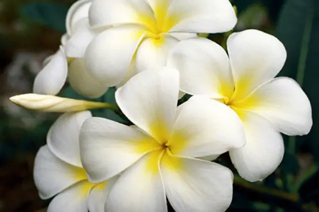 Alt view image 4 of 6 - 4 Hawaiian Plumeria Plant Cuttings Mixed Colors Pink, Yellow, White, Red Aprox. 10 Inches Long Each Kanoa Hawaii | Pink Yellow White Red - Easy Grow Live Tropical Plants Perennial Indoor Outdoors