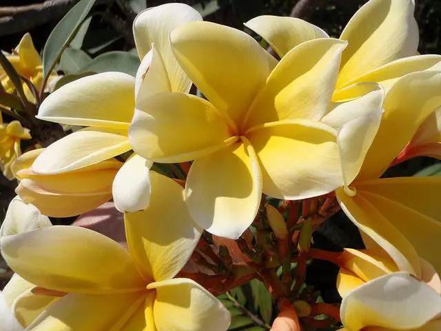 Alt view image 5 of 6 - 4 Hawaiian Plumeria Plant Cuttings Mixed Colors Pink, Yellow, White, Red Aprox. 10 Inches Long Each Kanoa Hawaii | Pink Yellow White Red - Easy Grow Live Tropical Plants Perennial Indoor Outdoors