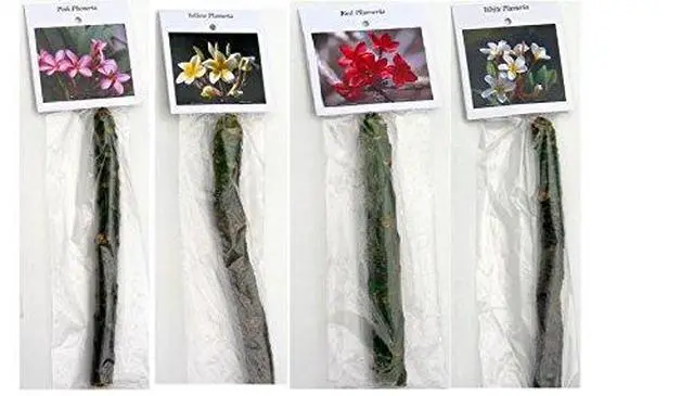 Alt view image 6 of 6 - 4 Hawaiian Plumeria Plant Cuttings Mixed Colors Pink, Yellow, White, Red Aprox. 10 Inches Long Each Kanoa Hawaii | Pink Yellow White Red - Easy Grow Live Tropical Plants Perennial Indoor Outdoors