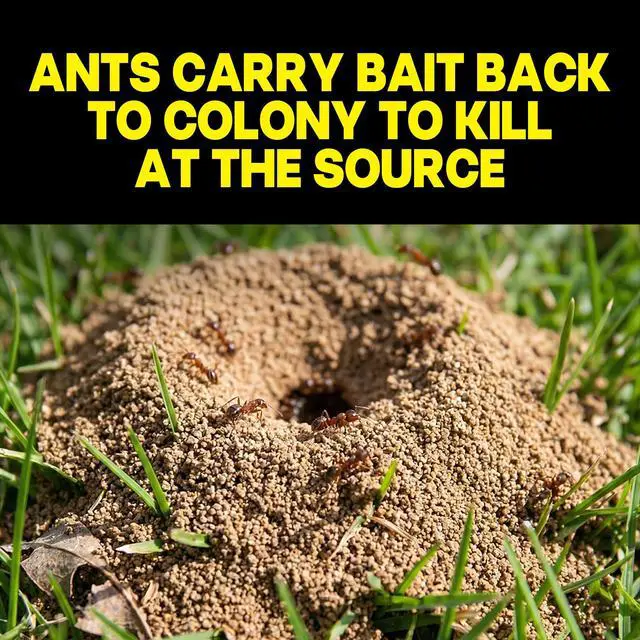 Alt view image 5 of 7 - MAX Liquid Ant Bait - Ant Traps Indoor and Outdoor Use Insect Repellent & Pest Control That Kills Ants Where They Breed - 12 Count