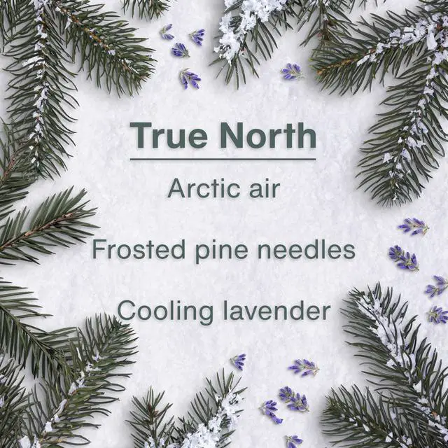 Alt view image 4 of 7 - Car Air Freshener | Hanging Tree Provides Long Lasting Scent for Auto and Home | 24 Air Fresheners |True North