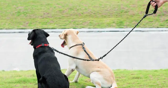 Alt view image 7 of 7 - Double Dog Leash, 360° Swivel, No Tangle, Large, 25-150 lbs, Black