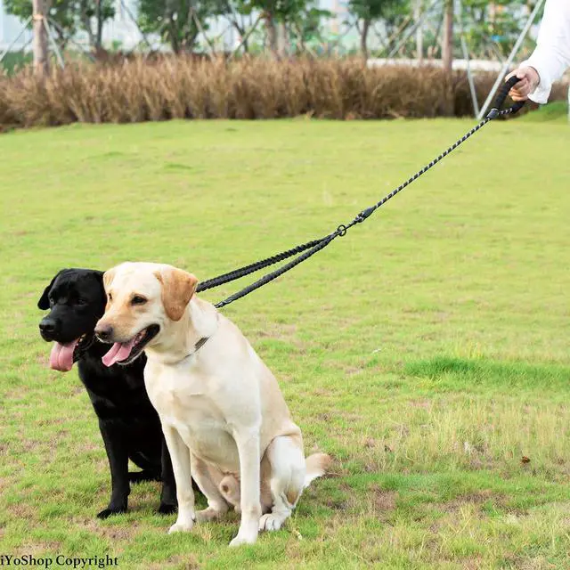 Alt view image 6 of 7 - Double Dog Leash, 360° Swivel, No Tangle, Large, 25-150 lbs, Black