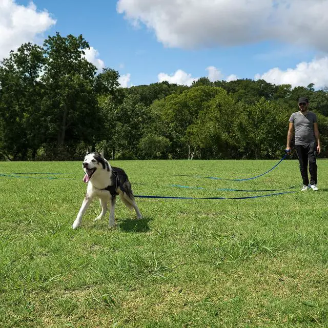 Alt view image 6 of 7 - Dog/Puppy Obedience Recall Training Agility Lead/Leash - 15ft 20ft 30ft 50ft 100ft - Great for Play, Camping, or Backyard - Black