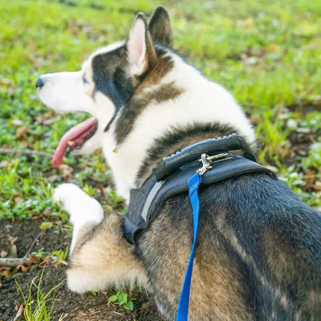 Alt view image 5 of 7 - Dog/Puppy Obedience Recall Training Agility Lead/Leash - 15ft 20ft 30ft 50ft 100ft - Great for Play, Camping, or Backyard - Black