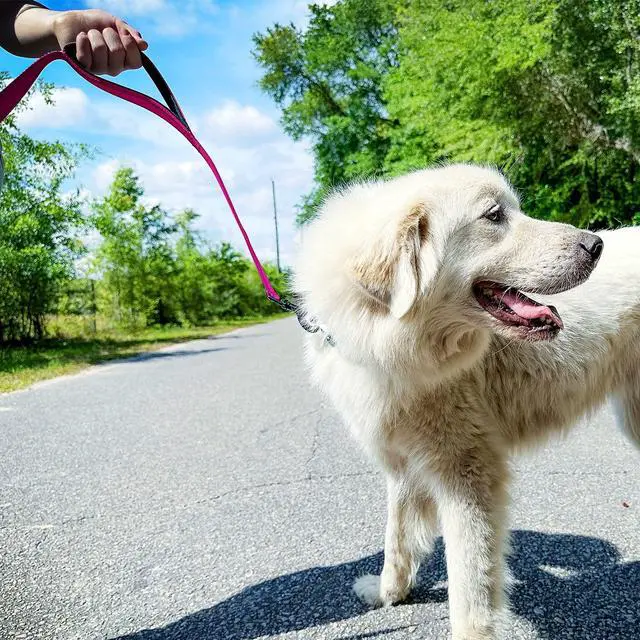 Alt view image 4 of 7 - Dog Leash for Large Dogs that Pull, Double Handle, 6FT, Hot Pink