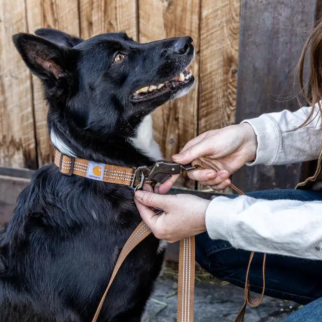Alt view image 5 of 5 - Nylon Dual Handle Dog Leash Carhartt Brown L