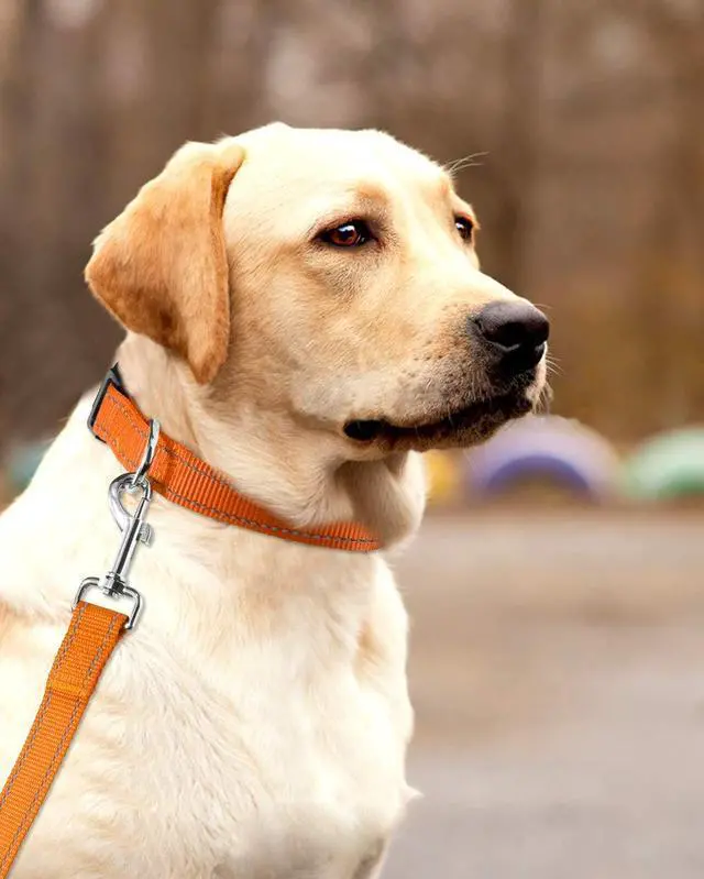 Alt view image 2 of 6 - Reflective Nylon Dog Collar for Large Dogs