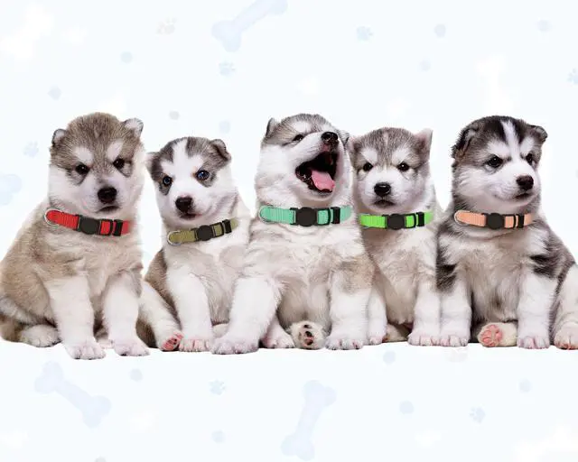 Alt view image 2 of 6 - 20 PCS Puppy Collars for Litter,Puppy Collars for Small Puppies,Nylon Breakaway ID Collar Whelping Litter Collars(S)