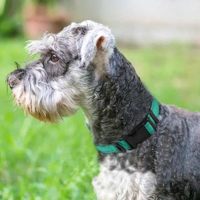 Alt view image 2 of 6 - Reflective Dog Collar, Adjustable Neoprene Padded, Teal M