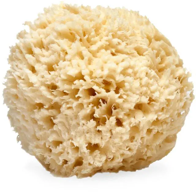 Main image of Natural Sea Wool Sponge, 5-6" - Organic Exfoliating Body Scrubber - Soft, Gentle Cleansing - Hypoallergenic - All Skin Types - Florida Natural Loofah Sponge - Cruelty Free - Beauty & Skincare