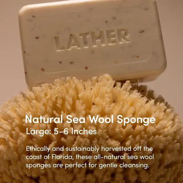 Alt view image 2 of 7 - Natural Sea Wool Sponge, 5-6" - Organic Exfoliating Body Scrubber - Soft, Gentle Cleansing - Hypoallergenic - All Skin Types - Florida Natural Loofah Sponge - Cruelty Free - Beauty & Skincare