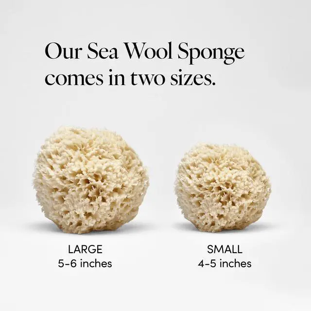 Alt view image 3 of 7 - Natural Sea Wool Sponge, 5-6" - Organic Exfoliating Body Scrubber - Soft, Gentle Cleansing - Hypoallergenic - All Skin Types - Florida Natural Loofah Sponge - Cruelty Free - Beauty & Skincare