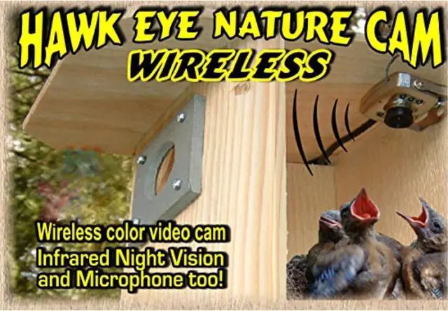 Main image of Birdhouse Spy Cam BCAMHEW Hawk-Eye Wireless Spy Camera (Set of 1)