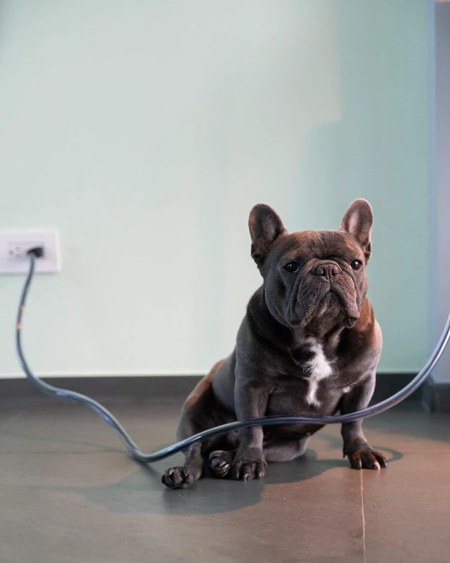 Alt view image 6 of 7 - PetCords Dog and Cat Cord Protector- Protects Your Pets from Chewing Through Insulated Cables (Heavy DUTY-10FT, Clear)